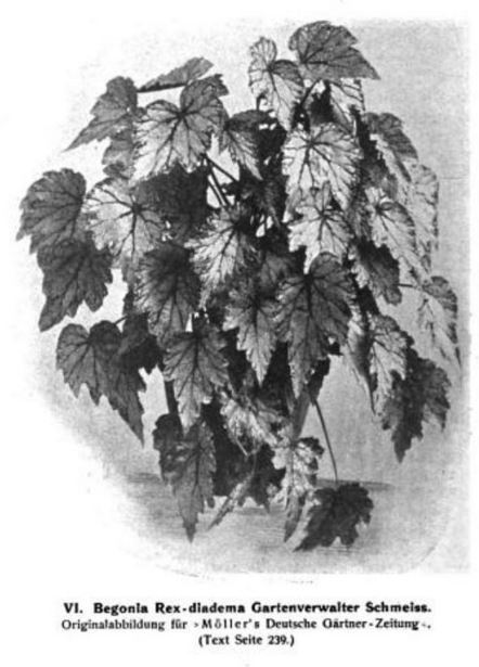 B. ‘Gartenverwalter Schmeiss’